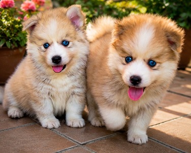 Imagem pet banner